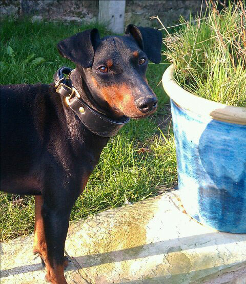 Bullit in a skull martingale